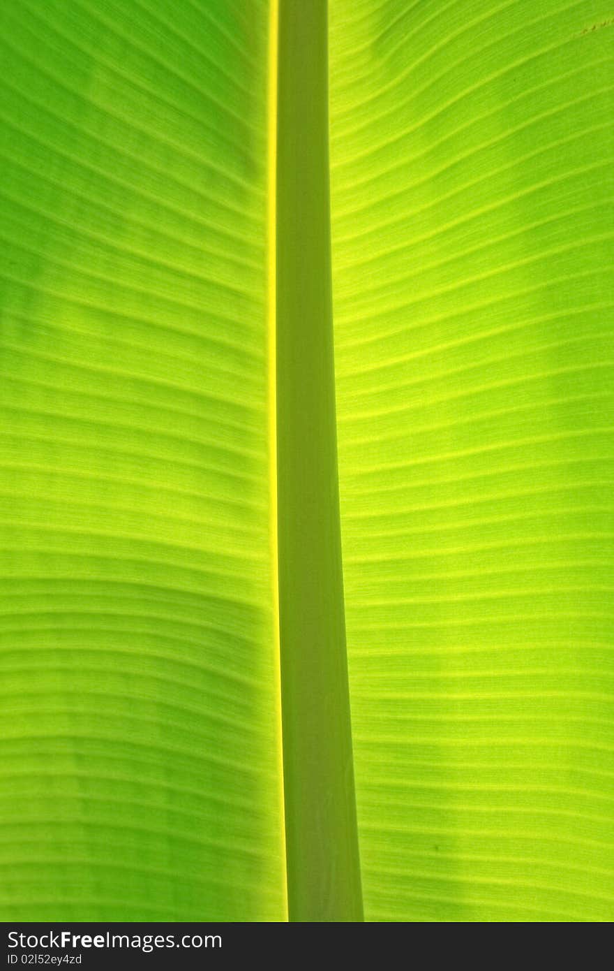 A green banana leaf background with lines