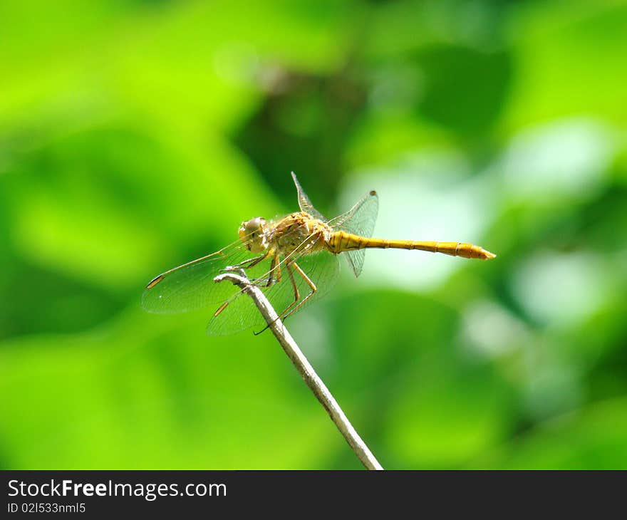 Dragon-fly