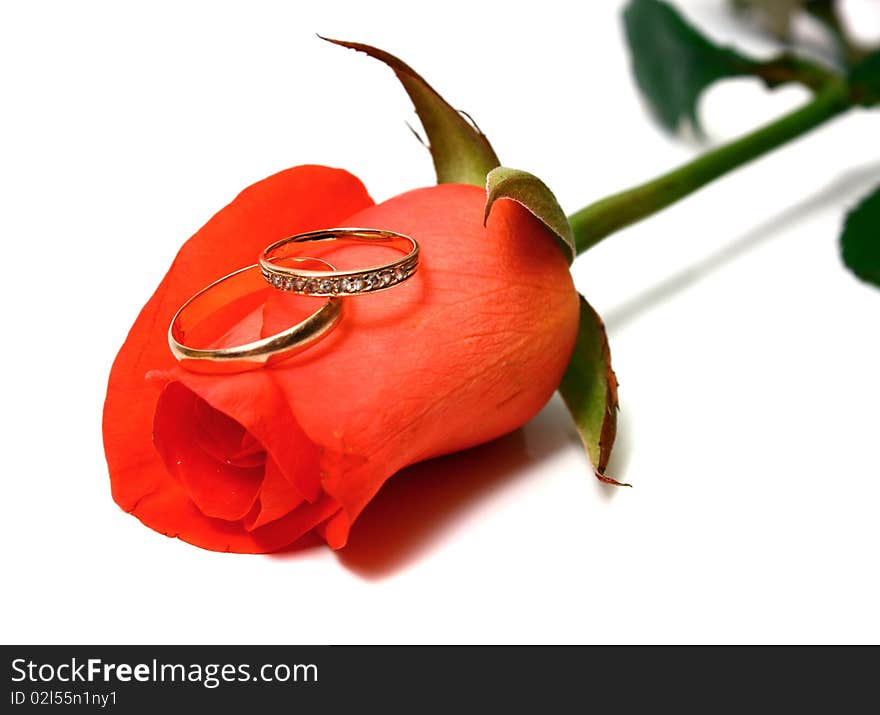 Rose and wedding rings isolated on white background