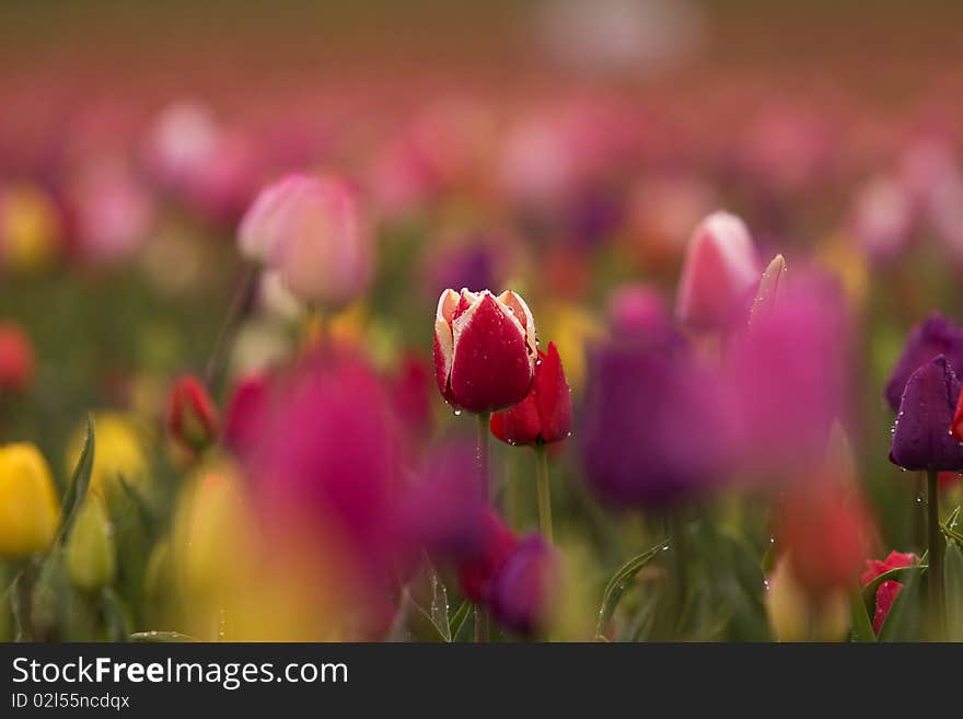 Field of tulips