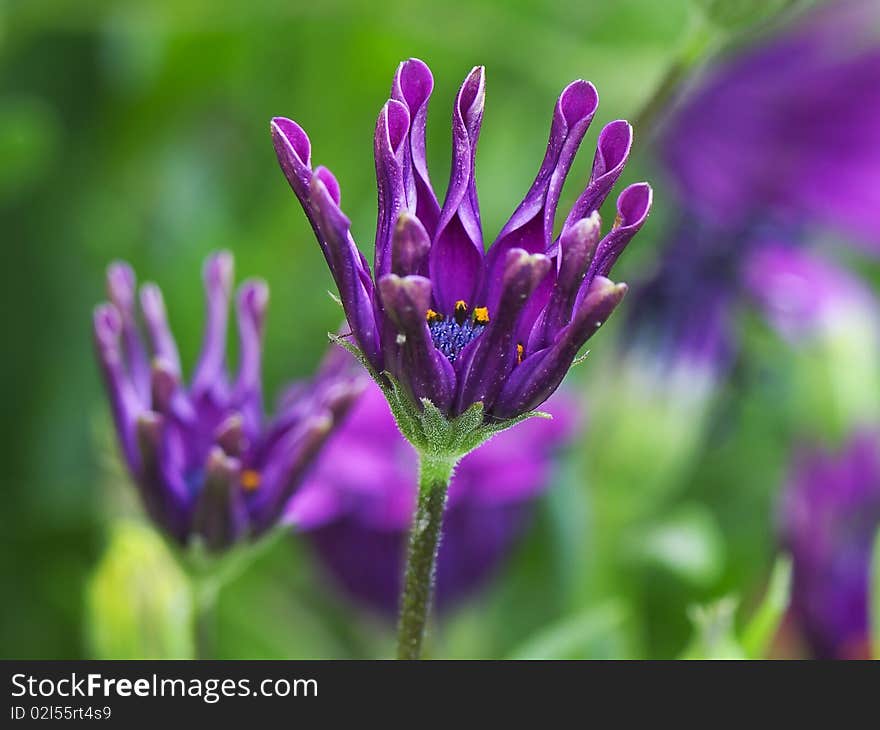 Delicate purple flower on the meadow