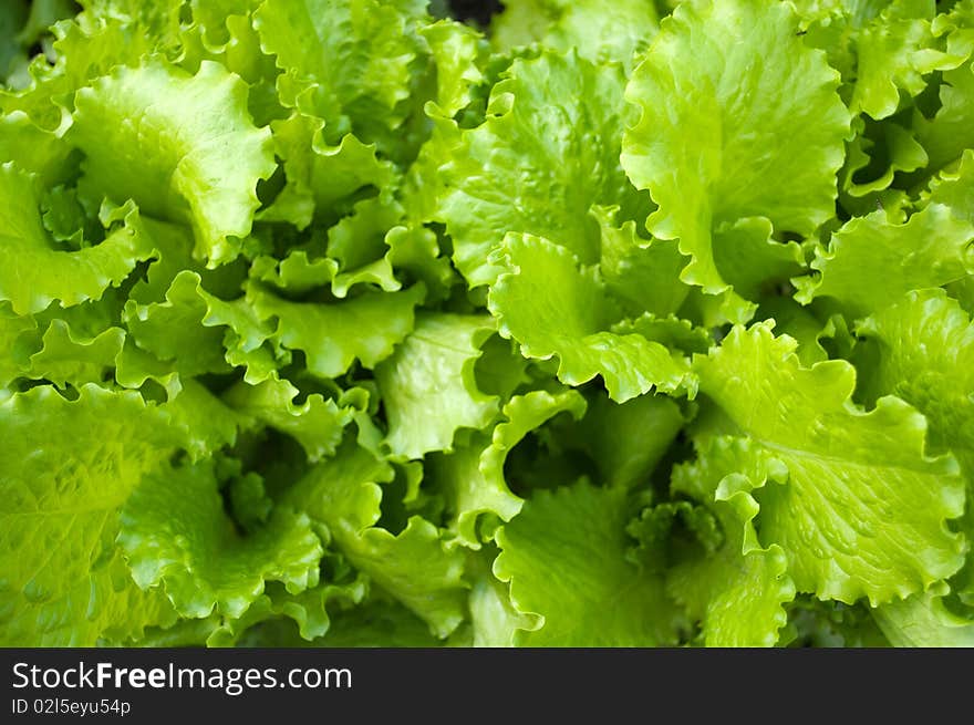 Salad leaves