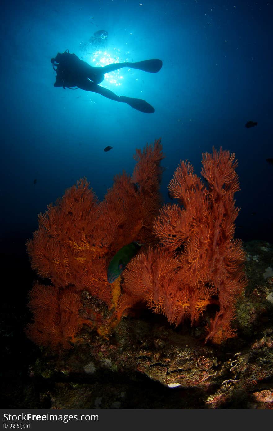 Diver swimming over coloful seafan. Diver swimming over coloful seafan.