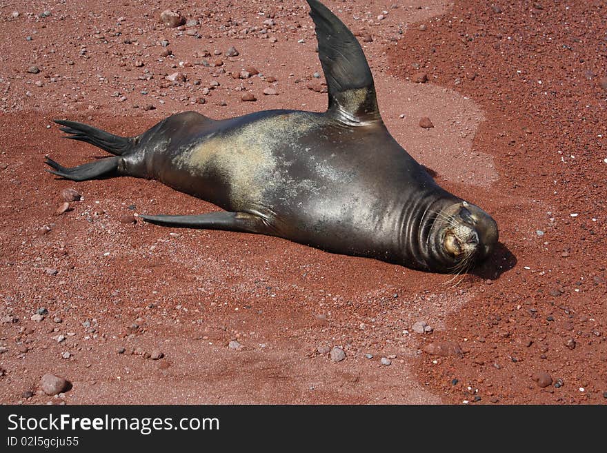 Sea lion