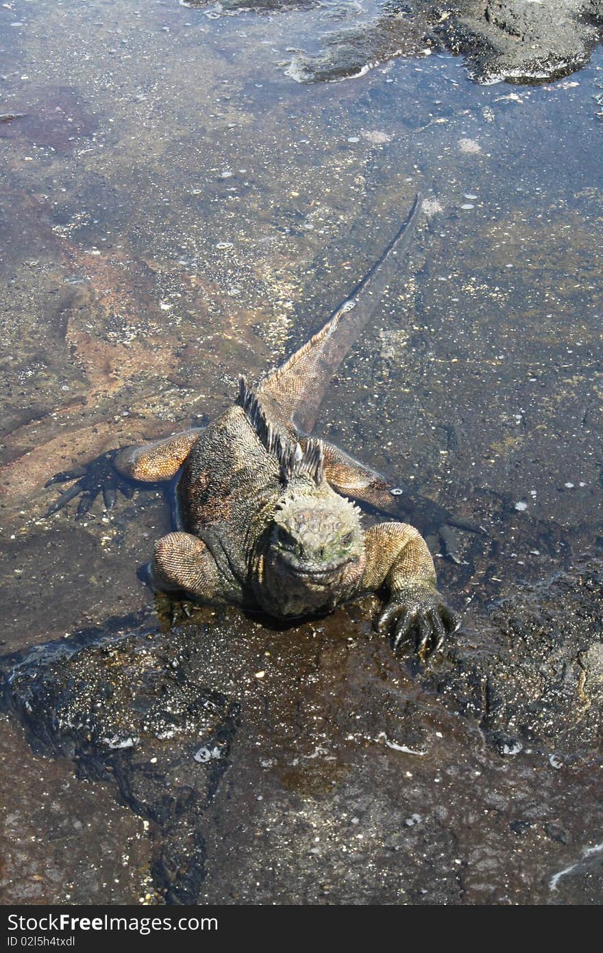 Iguana swimming