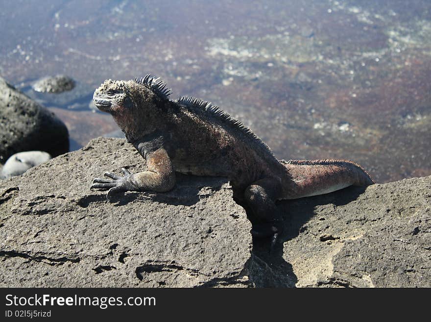 Marine Iguana