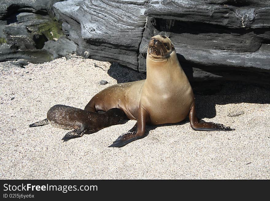 Baby sea lion breast feed from its mother in galapgos islands. Baby sea lion breast feed from its mother in galapgos islands