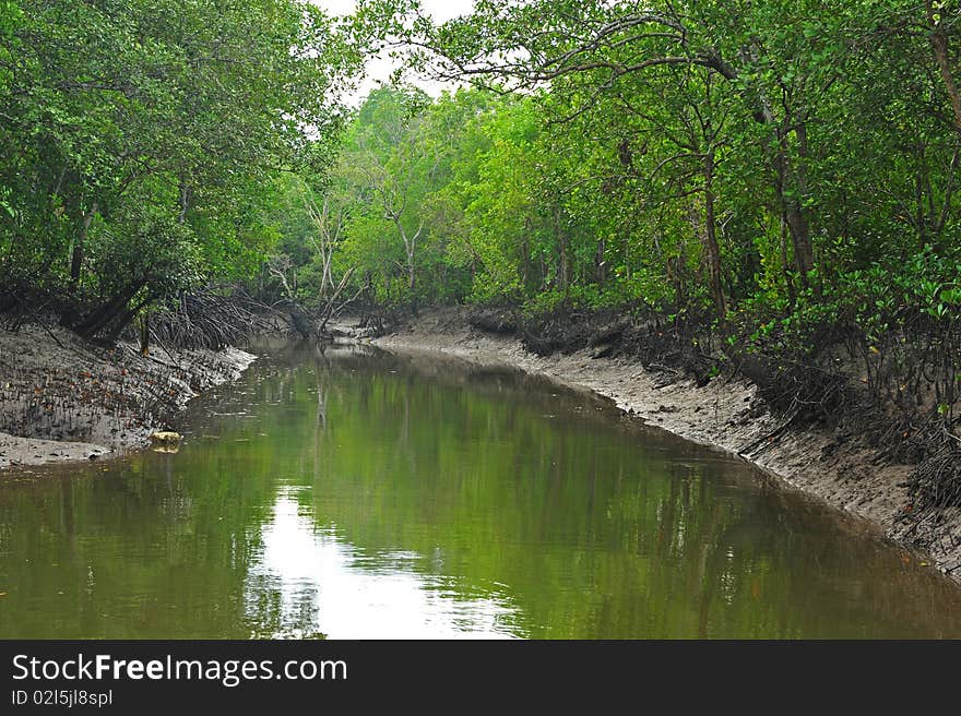 Canal and mangrove forest guard air bright. Canal and mangrove forest guard air bright