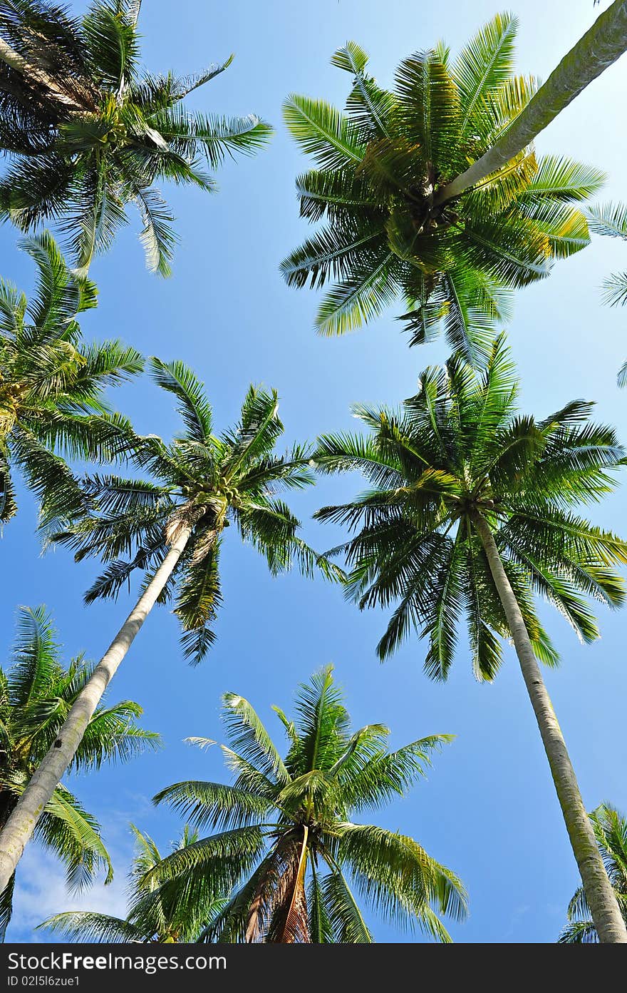 Coconut trees on the island