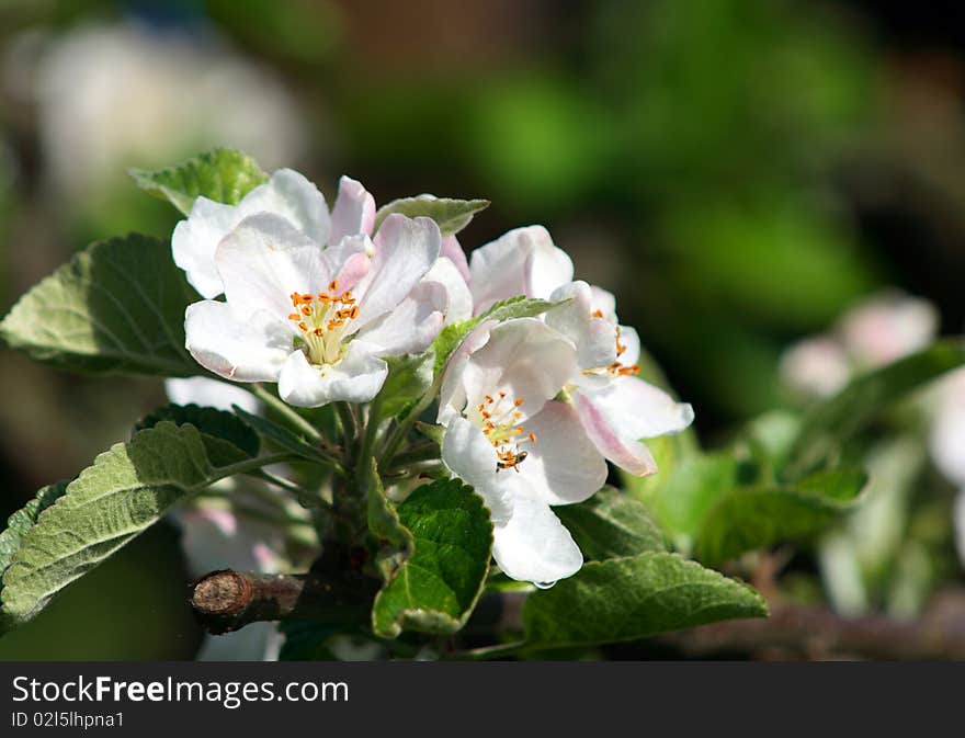 White apple flower in bloom with green leaves