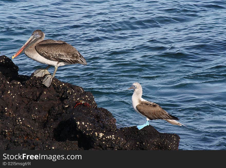 Blue foot boobie and a pelican