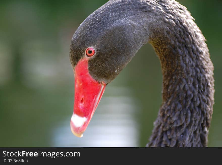 Close-up of a black swan. Close-up of a black swan.