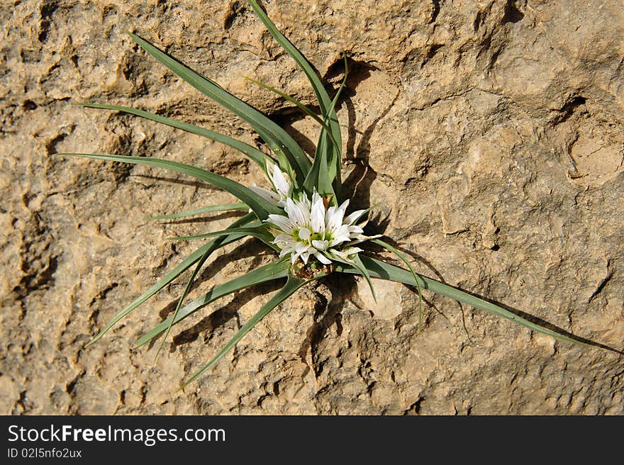 Small white flower grows on the vertical rock. Small white flower grows on the vertical rock.