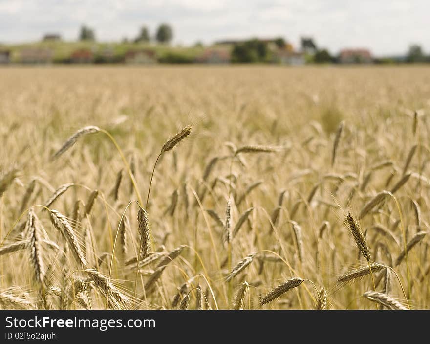 Wheat field