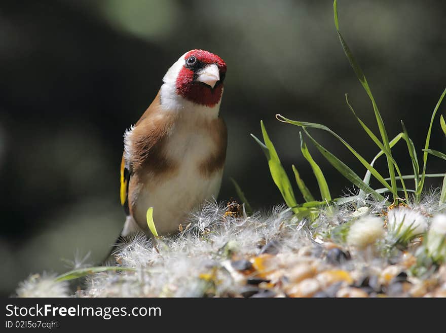 European Goldfinch