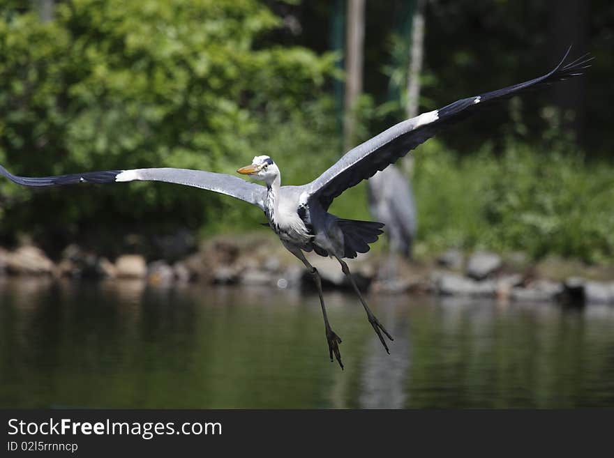 Flying great cormorant