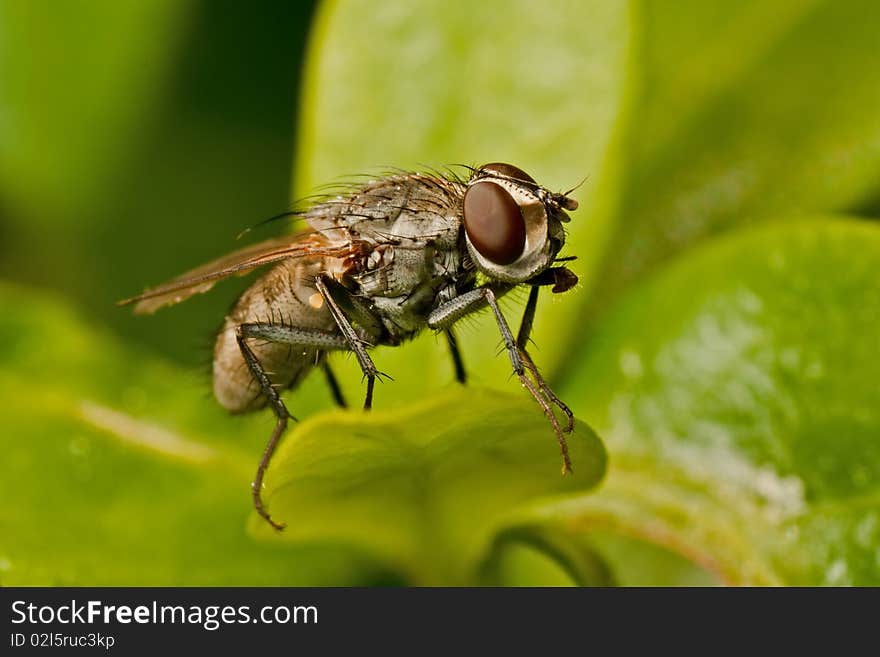 Fly on leaf