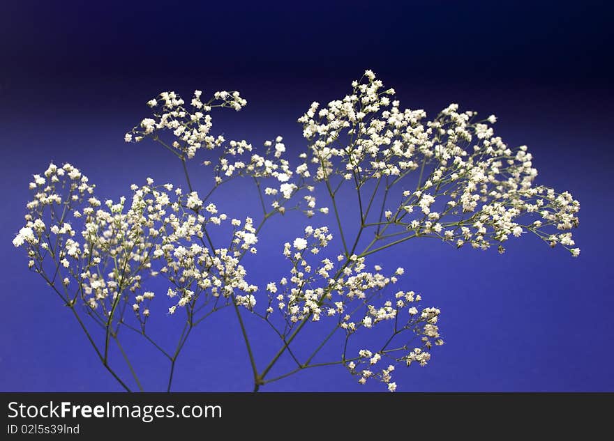 Beautiful Decorative Branch With White Flowers