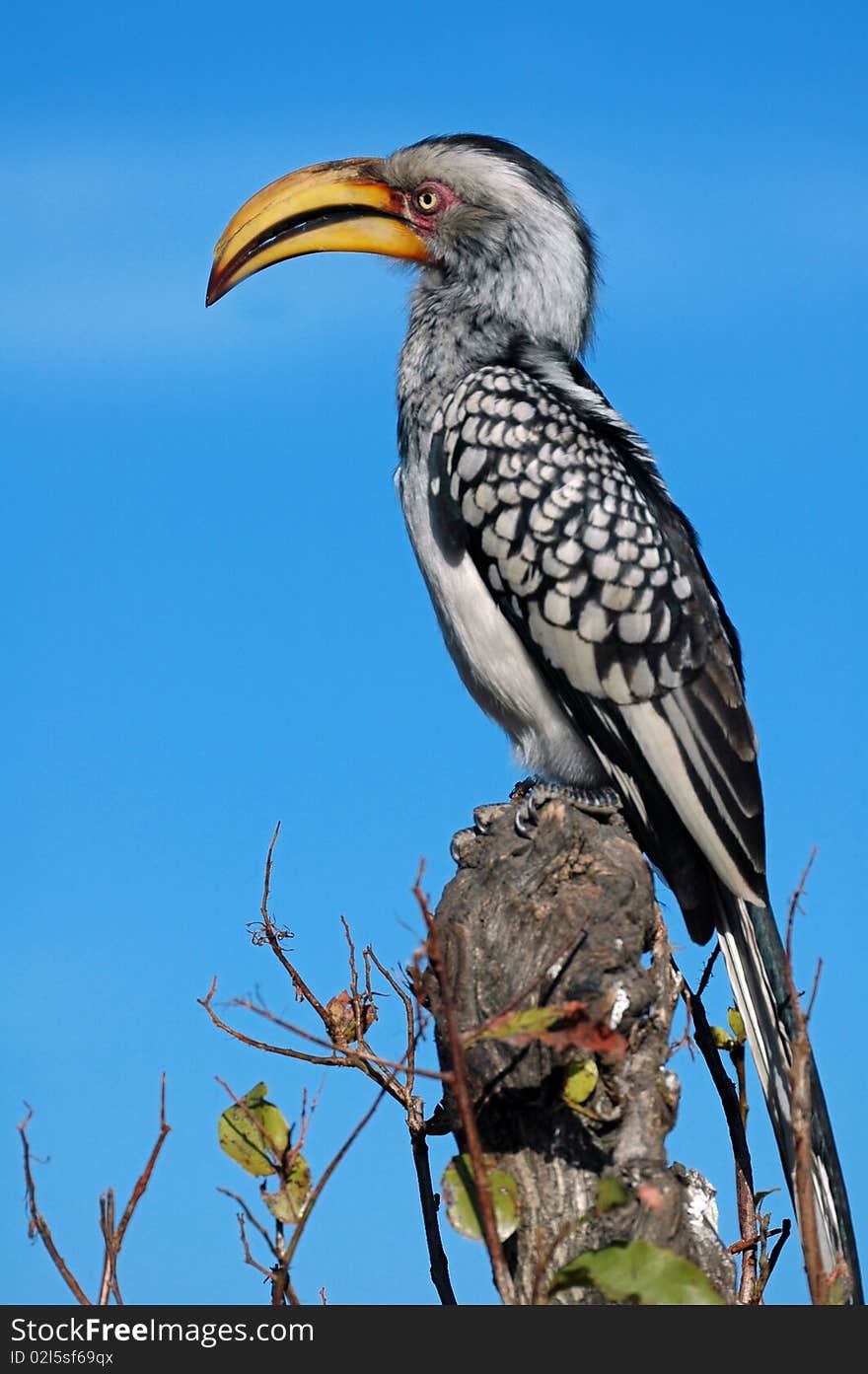 Yellow Billed Hornbill