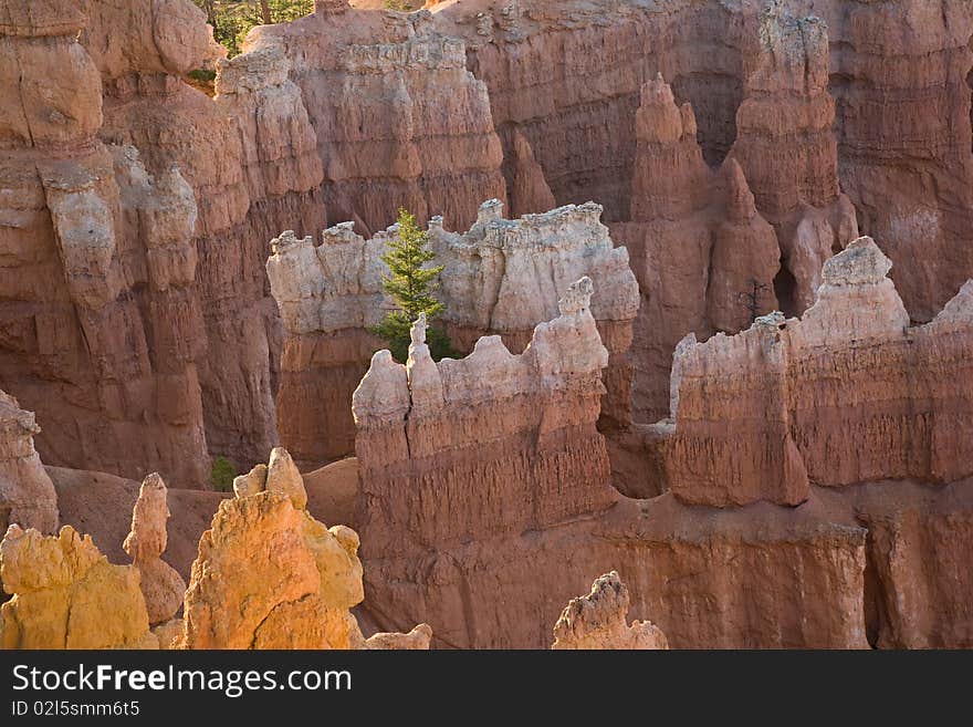 Bryce Canyon Hoodoos In The First Rays Of Sun