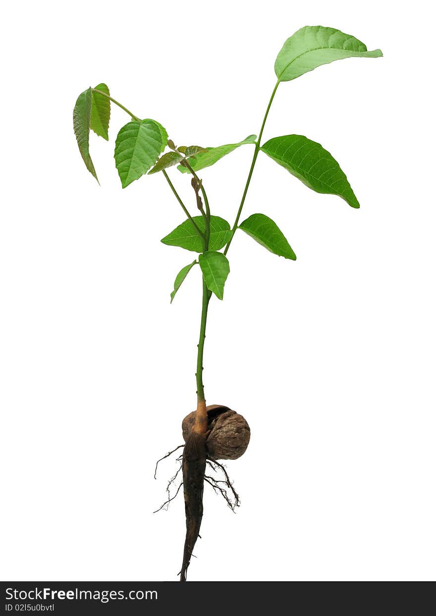 Sprout walnut isolated on a white.