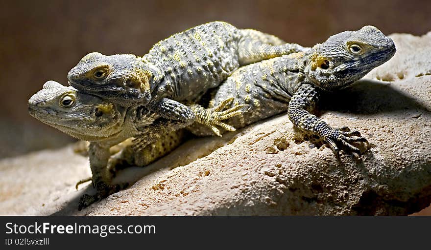 Three stellion lizards. Also known as a hardim or star lizard. Latin name - Laudakia stellio. Three stellion lizards. Also known as a hardim or star lizard. Latin name - Laudakia stellio