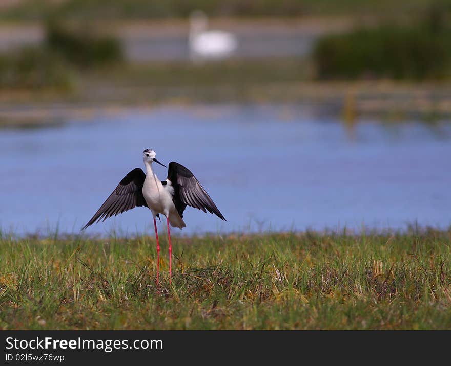 Black-winged Stilt Himantopus himantopus