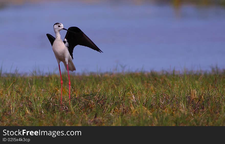 Black-winged Stilt Himantopus himantopus