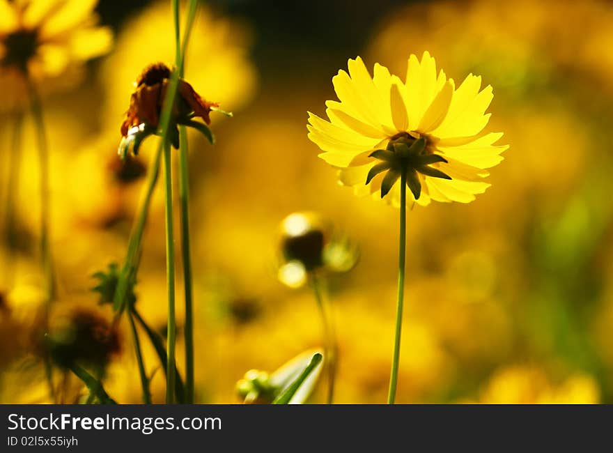 Yellow chrysanthemum