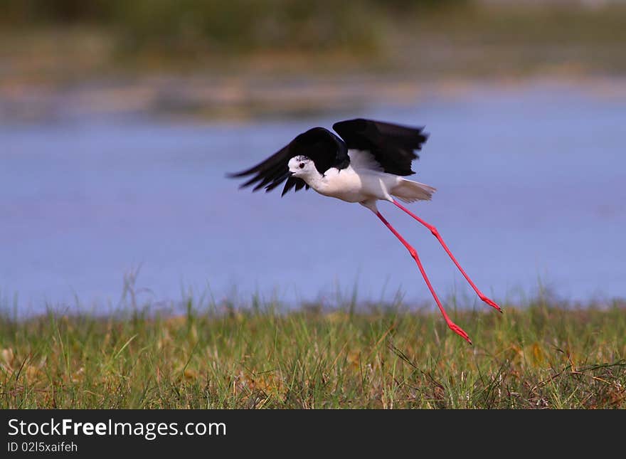 Black-winged Stilt Himantopus himantopus