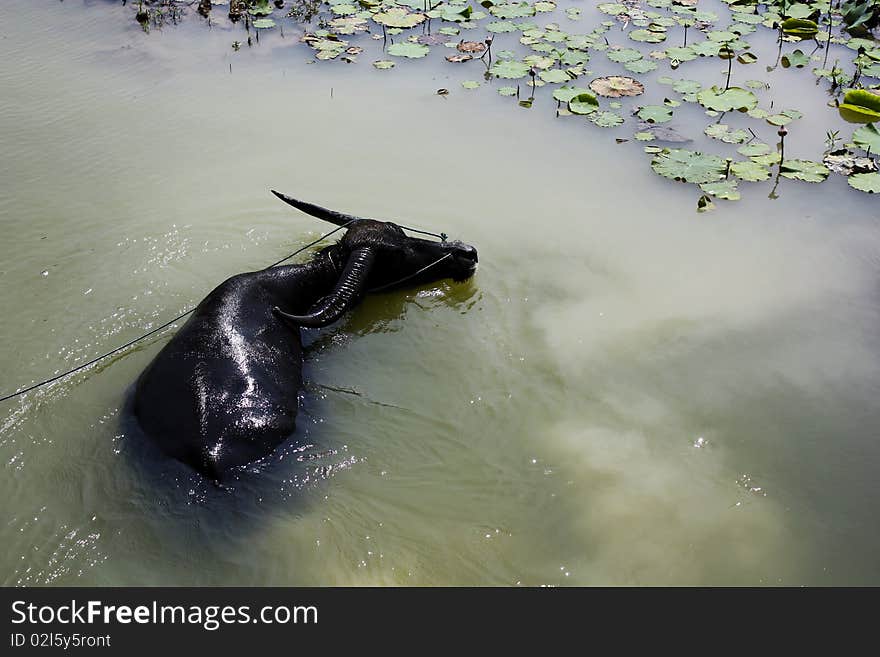 Black Thai Buffalo in the lotus pool