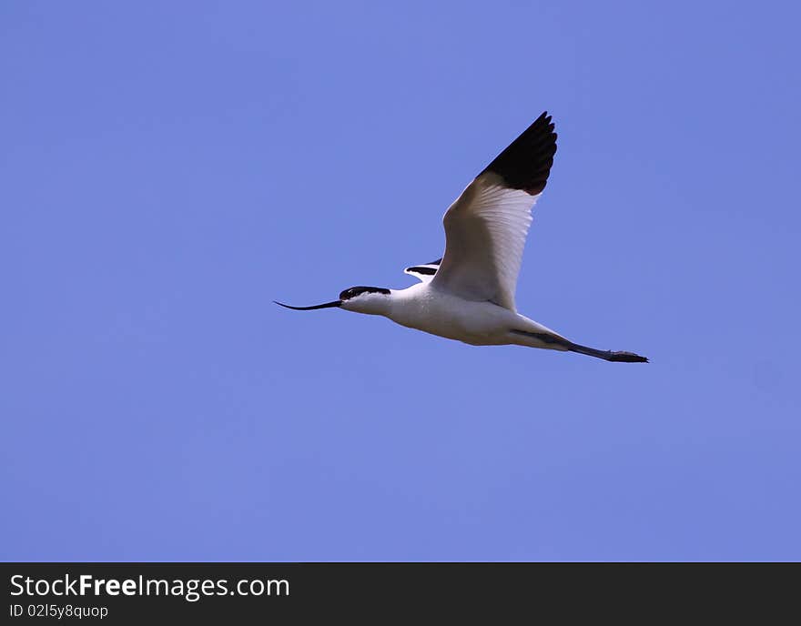 Pied Avocet, Recurvirostra avosetta