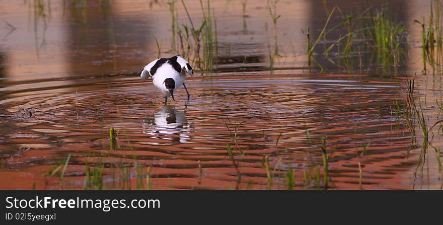 Pied Avocet, Recurvirostra avosetta