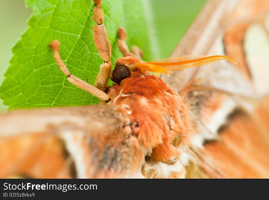 A Closeup of Atlas Moth