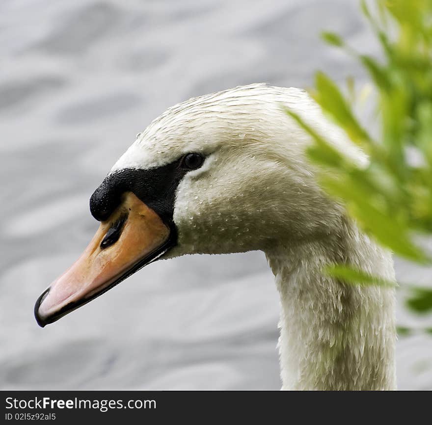 Swan in a natural setting