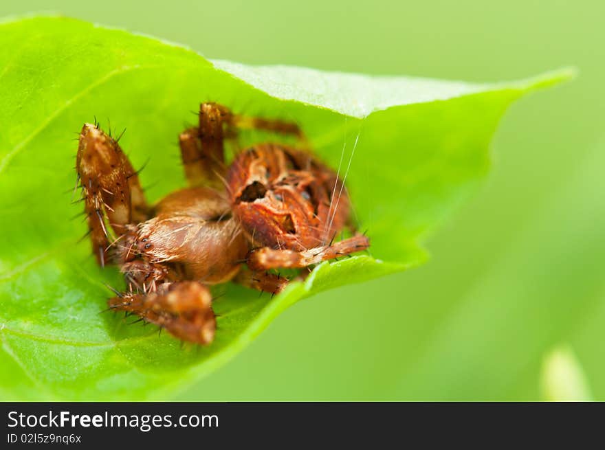 Orb Weaver Spider