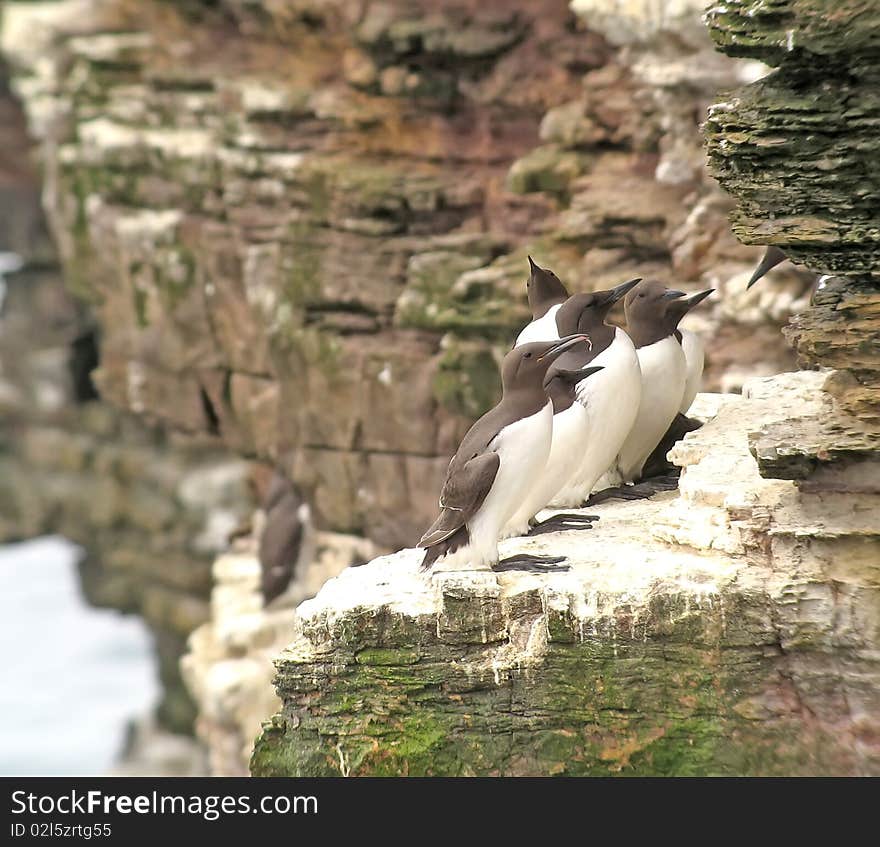 Guillemot eating small fish on ledge