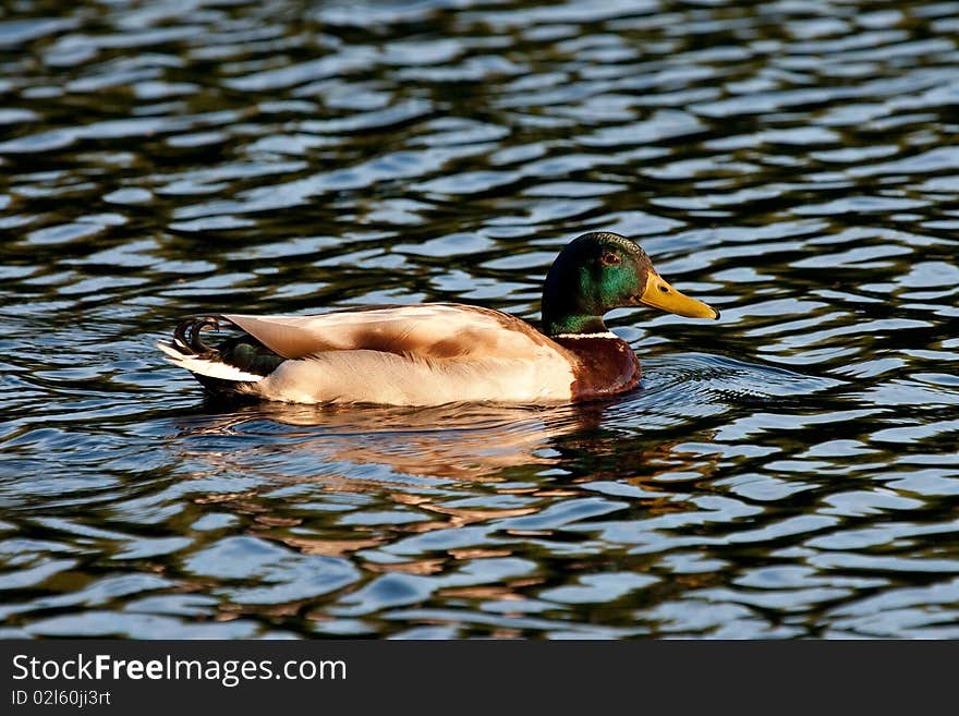 Swimming Mallard