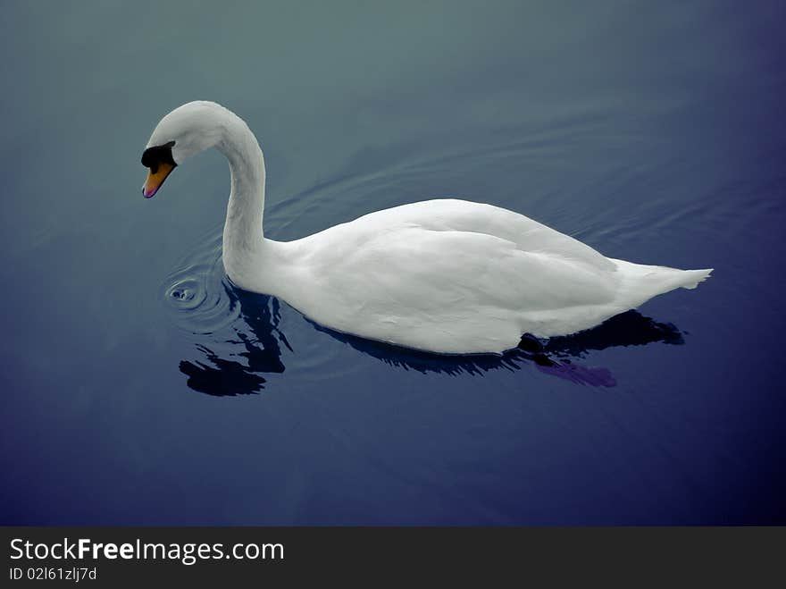 Beautiful swan swimming on the dark water of a lake. Beautiful swan swimming on the dark water of a lake