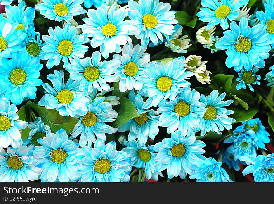 Real blue flower in studio