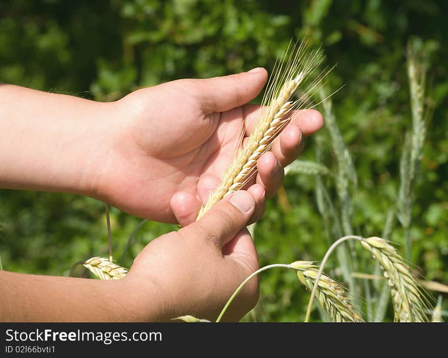 Ears of wheat in the hands of