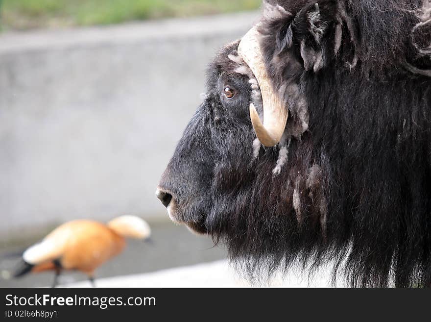 A Musk-ox