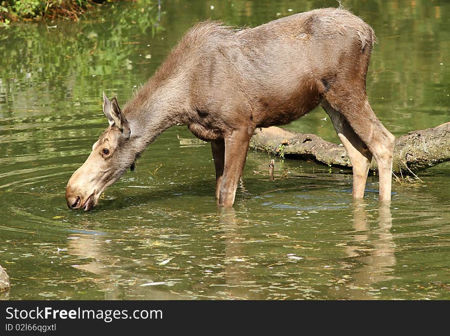 Animals: Moose standing in the water and drinking