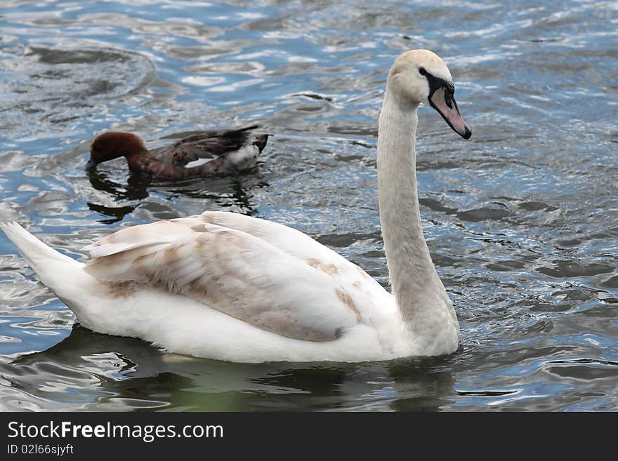 A white swan