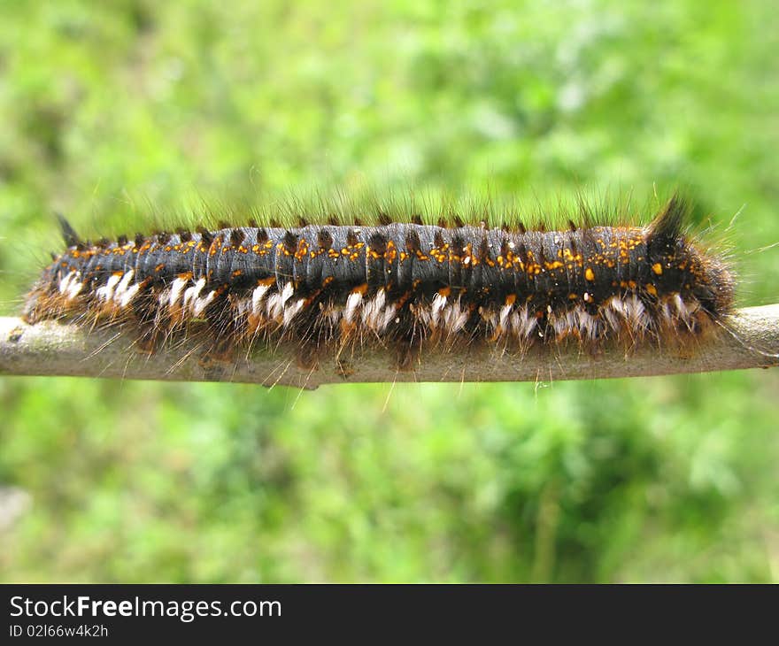 Large colored caterpillar on green background. Large colored caterpillar on green background