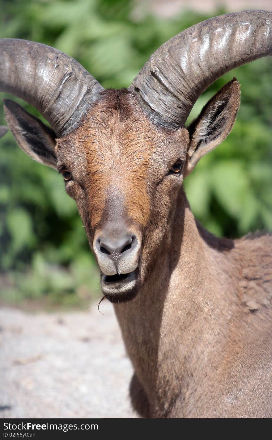 A Caucasian Goat (female)