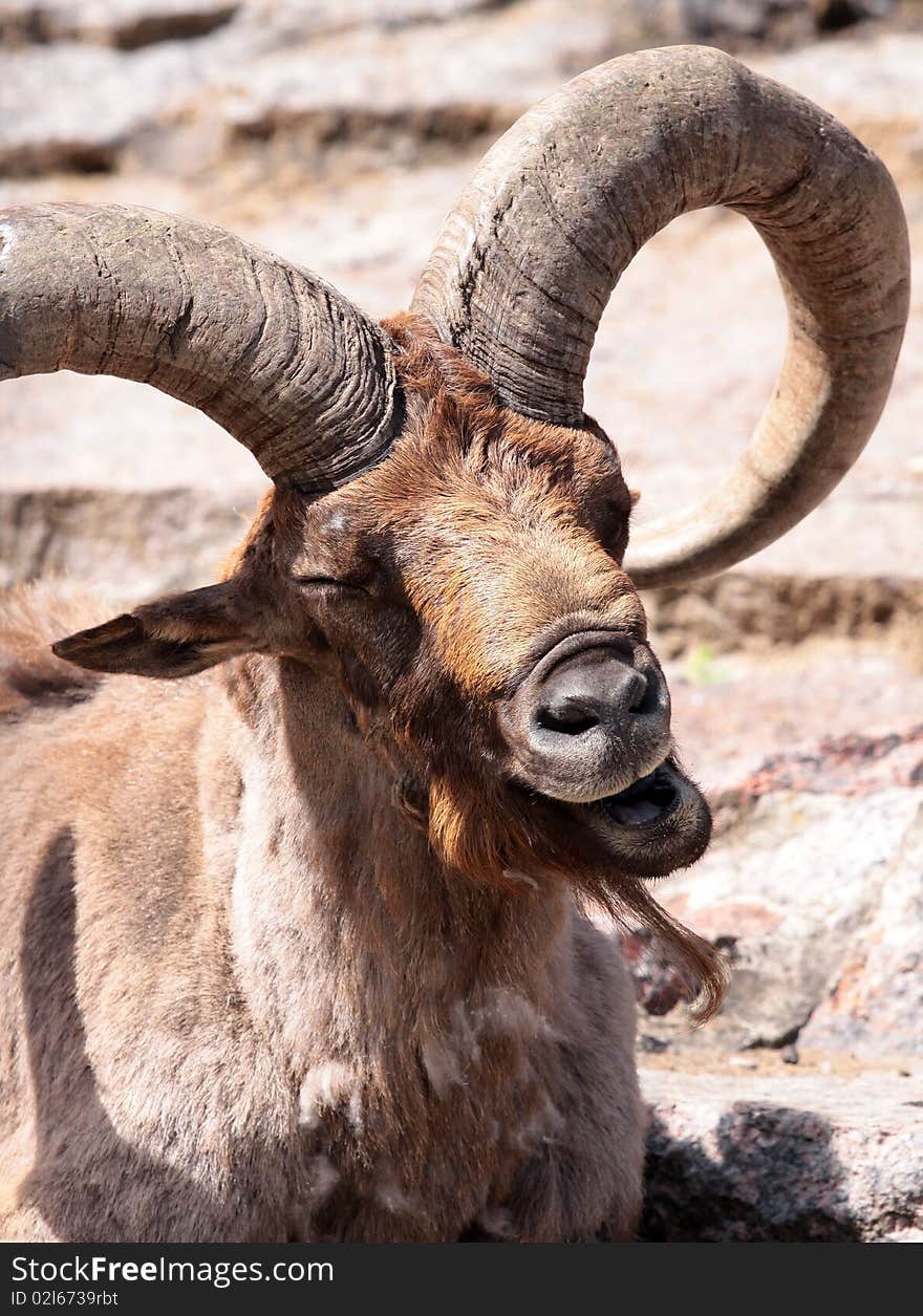 A caucasian goat (male)