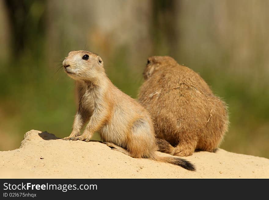 Baby prairie dog with mother in the background