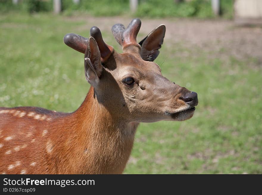 Portrait of a young spotted deer. Portrait of a young spotted deer