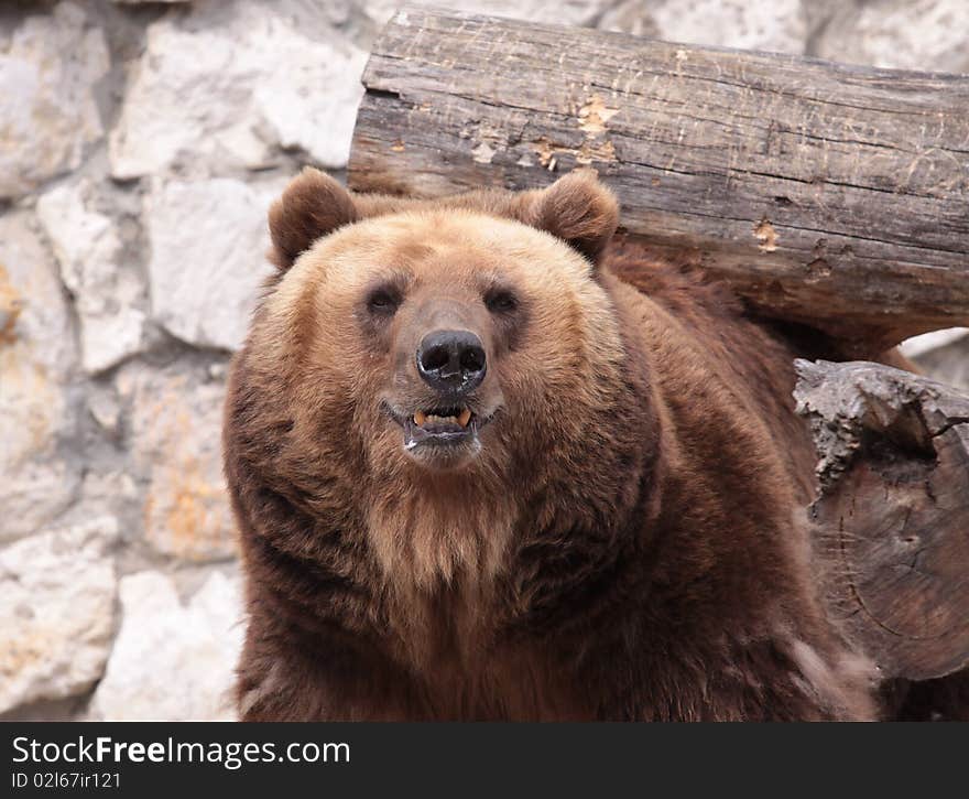 A brown bear